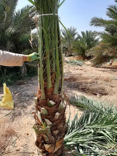 خلاص عجوه صقعي برحي حلوه مكتومي برني صفاوى غر شيش 4
