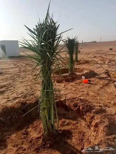 يوجد لدينا فروخ جميع انواع النخل من يحب يغرس نخل او فروخ 5
