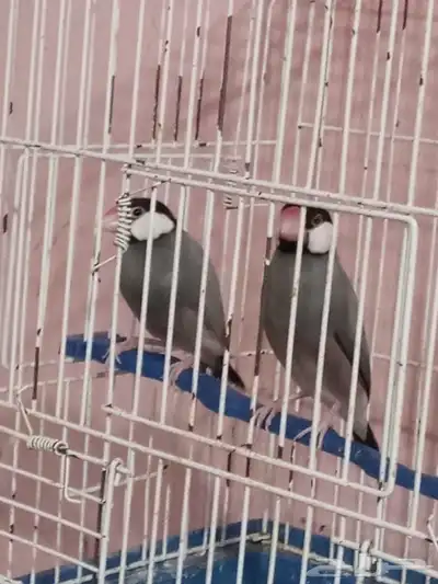 زوج جاوة - للبيع 1