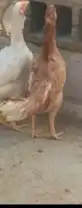 دجاج باكستاني للبيع 2