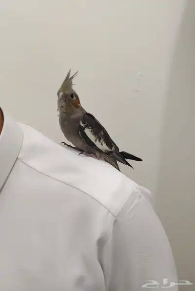 طير كروان للبيع 1
