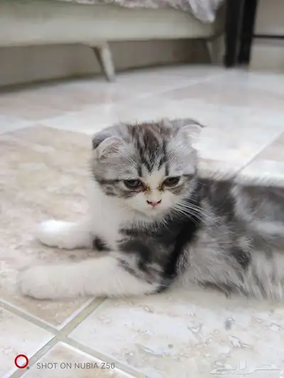 قط سكوتش صغير 4