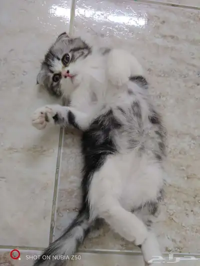 قط سكوتش صغير 6