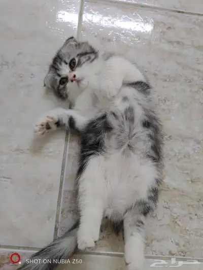 قط سكوتش صغير 1