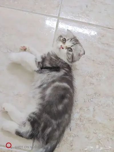 قط سكوتش صغير 3