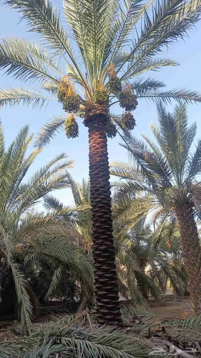 نخل للبيع زينه واشنطني وعربي مثمر 4