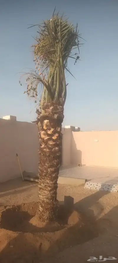 يوجد لدينا جميع انواع انخيل 5