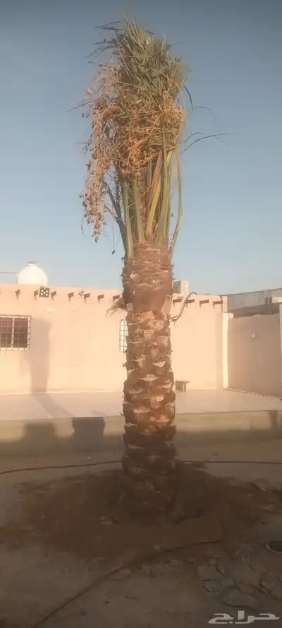 يوجد لدينا جميع انواع انخيل 4
