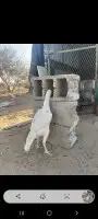 دجاج باكستاني للبيع 0