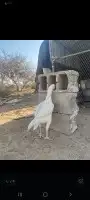 دجاج باكستاني للبيع 1