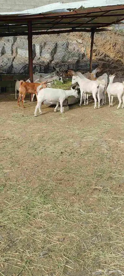 غنم قنوه للبيع 2