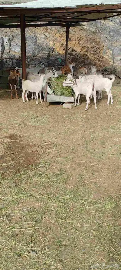 غنم قنوه للبيع 1
