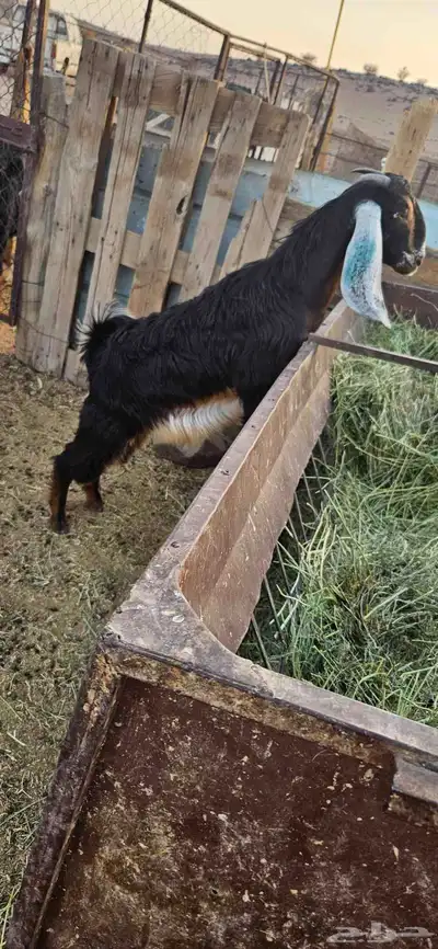 جفار البيع 3