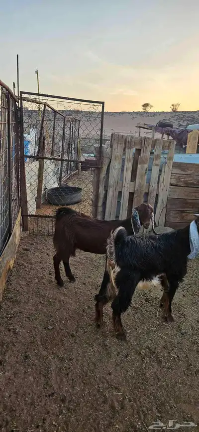 جفار البيع 5