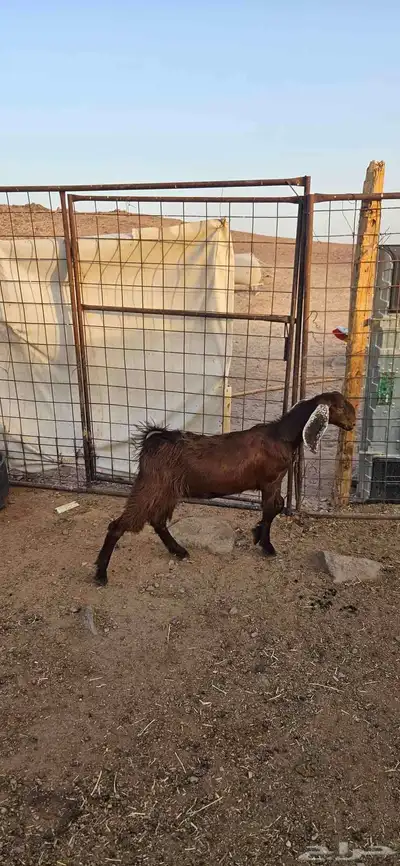 جفار البيع 2