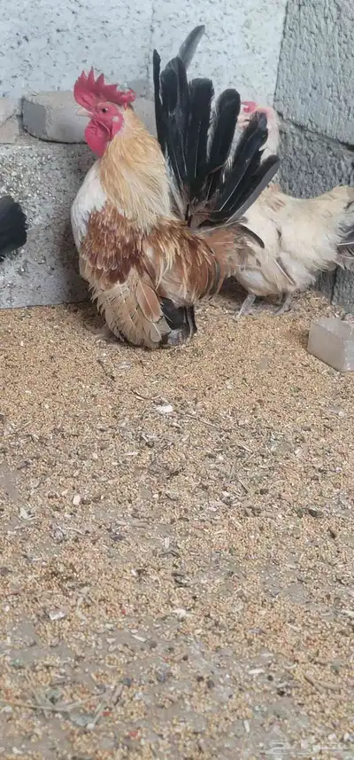 دجاج جبنيز 6