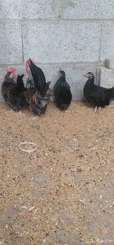 دجاج جبنيز 7