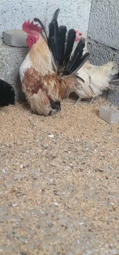 دجاج جبنيز 5
