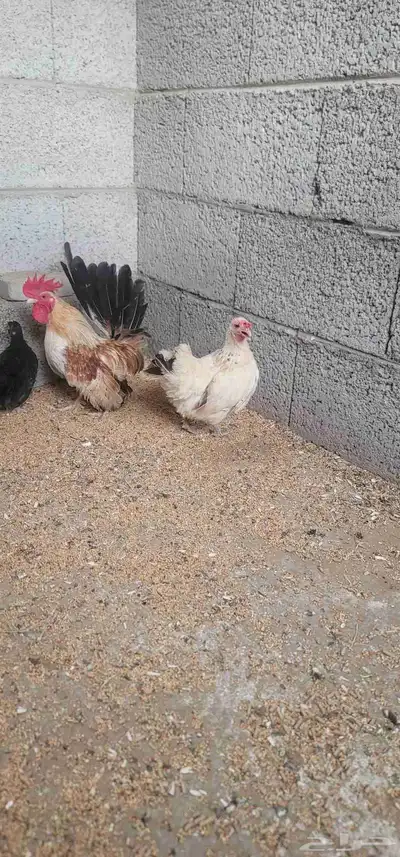 دجاج جبنيز 0