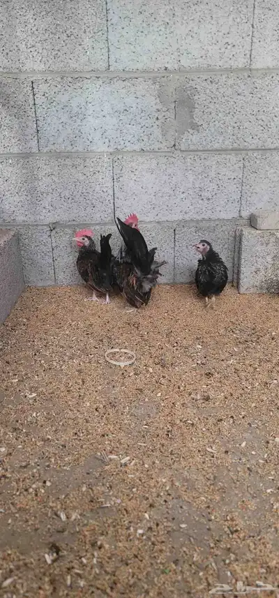 دجاج جبنيز 1