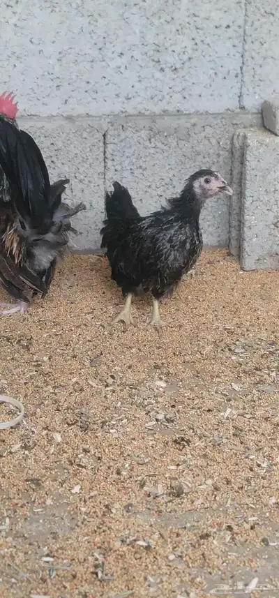 دجاج جبنيز 3