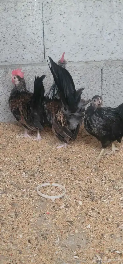 دجاج جبنيز 2
