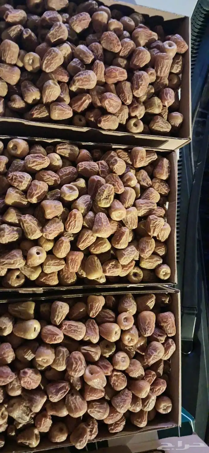 تمر سكري مفتل قطفة أولى 3