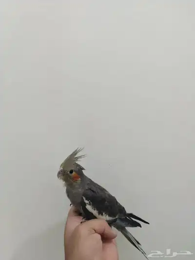 طير كروان للبيع 3