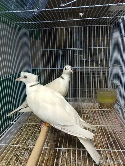 جوزه ياكريم دبل كرست صدفي 2