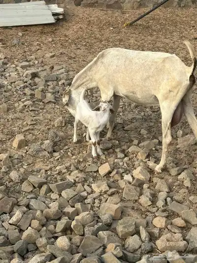 عنزتين بيشيه سديس بعيالها 1
