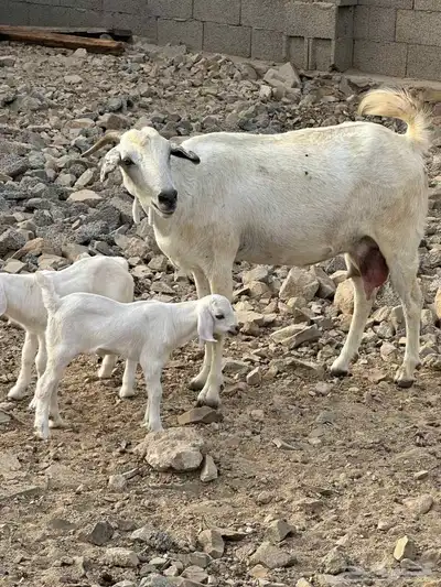 عنزتين بيشيه سديس بعيالها 2