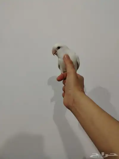 ببغاء روز 1