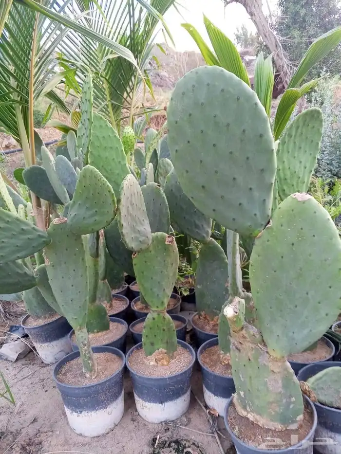 مشتل تنسيق حدائق 2