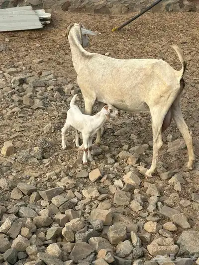 عنزتين بيشيه سديس بعيالها 3