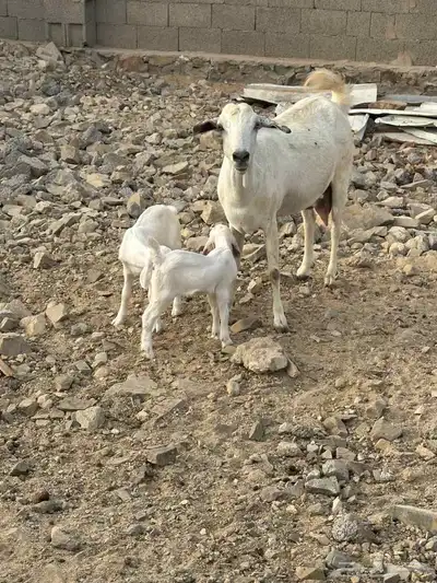 عنزتين بيشيه سديس بعيالها 0
