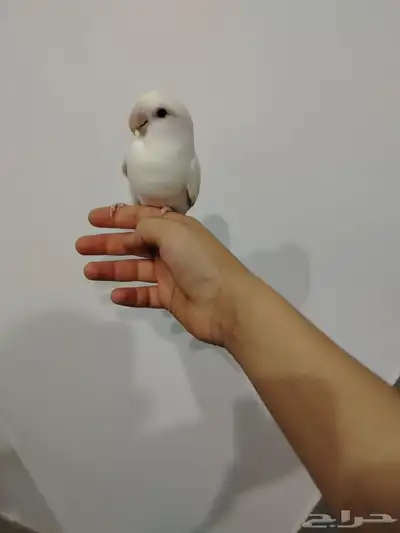 ببغاء روز 0