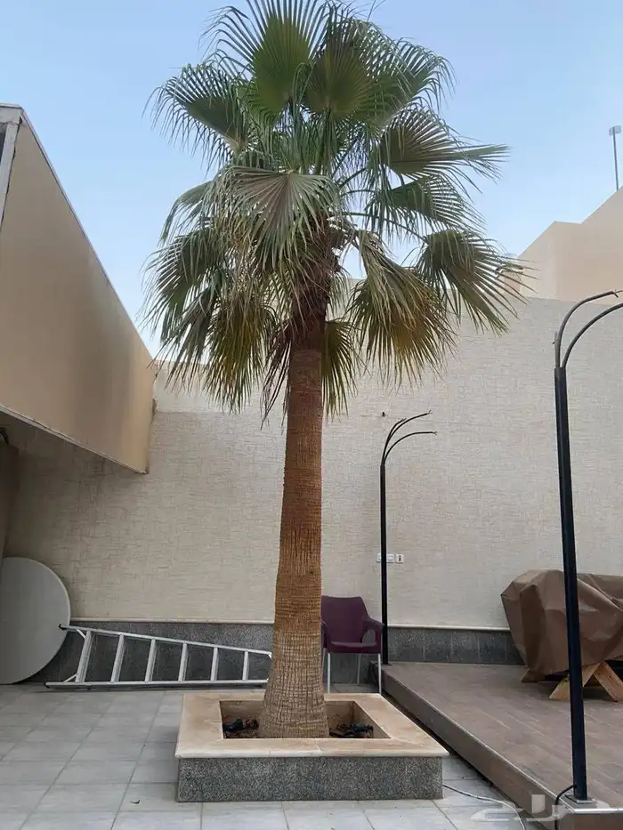 نخل للبيع زينه واشنطني وعربي مثمر 3