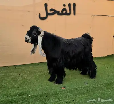 مشاريع وجفار عوارض صنف نوادر 3