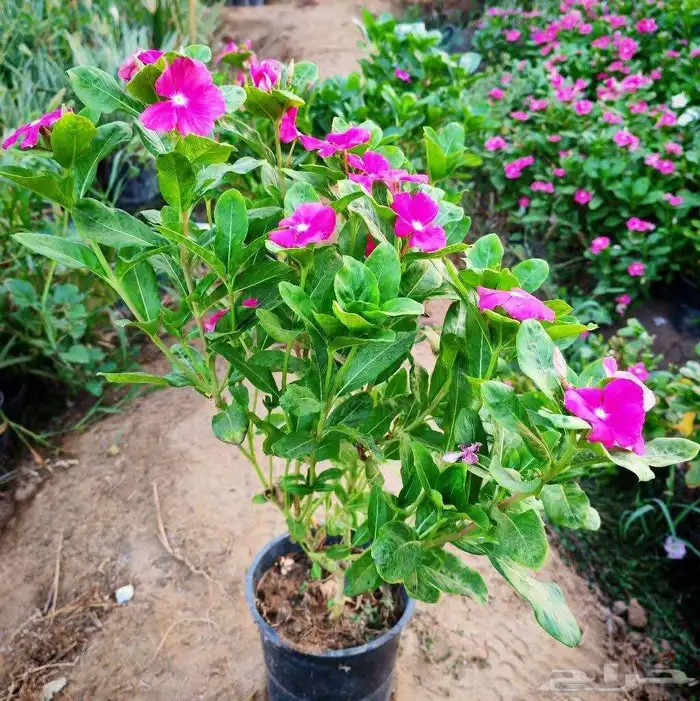 مزرعة الياسمين 3