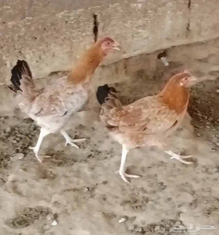 دجاج بلدي للبيع 2