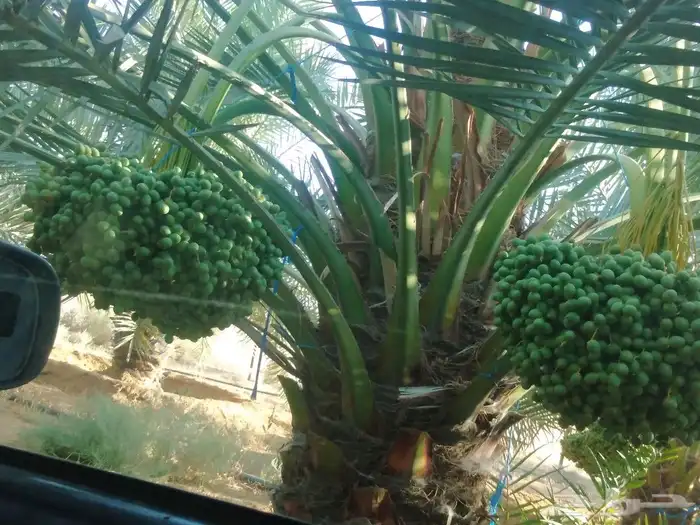 جميع انواع انخيل ولشجار 2
