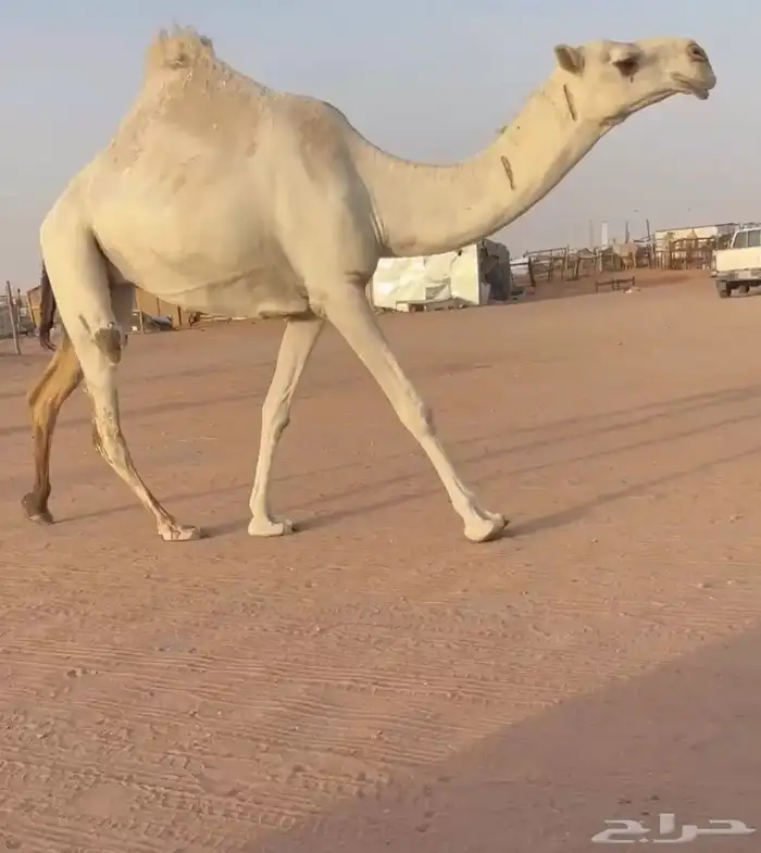 بكره تنيه عليانيه كفو عليها سوم 10شايف وحايف 1