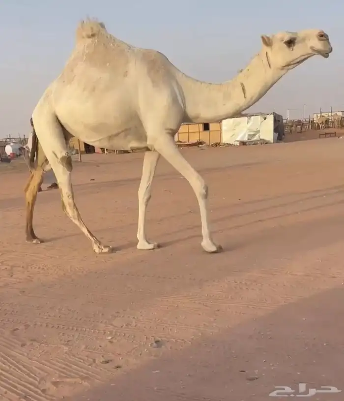 بكره تنيه عليانيه كفو عليها سوم 10شايف وحايف 2