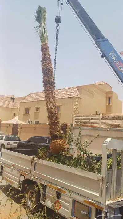واشنطني امريكي زينه جميع المقاسات 0