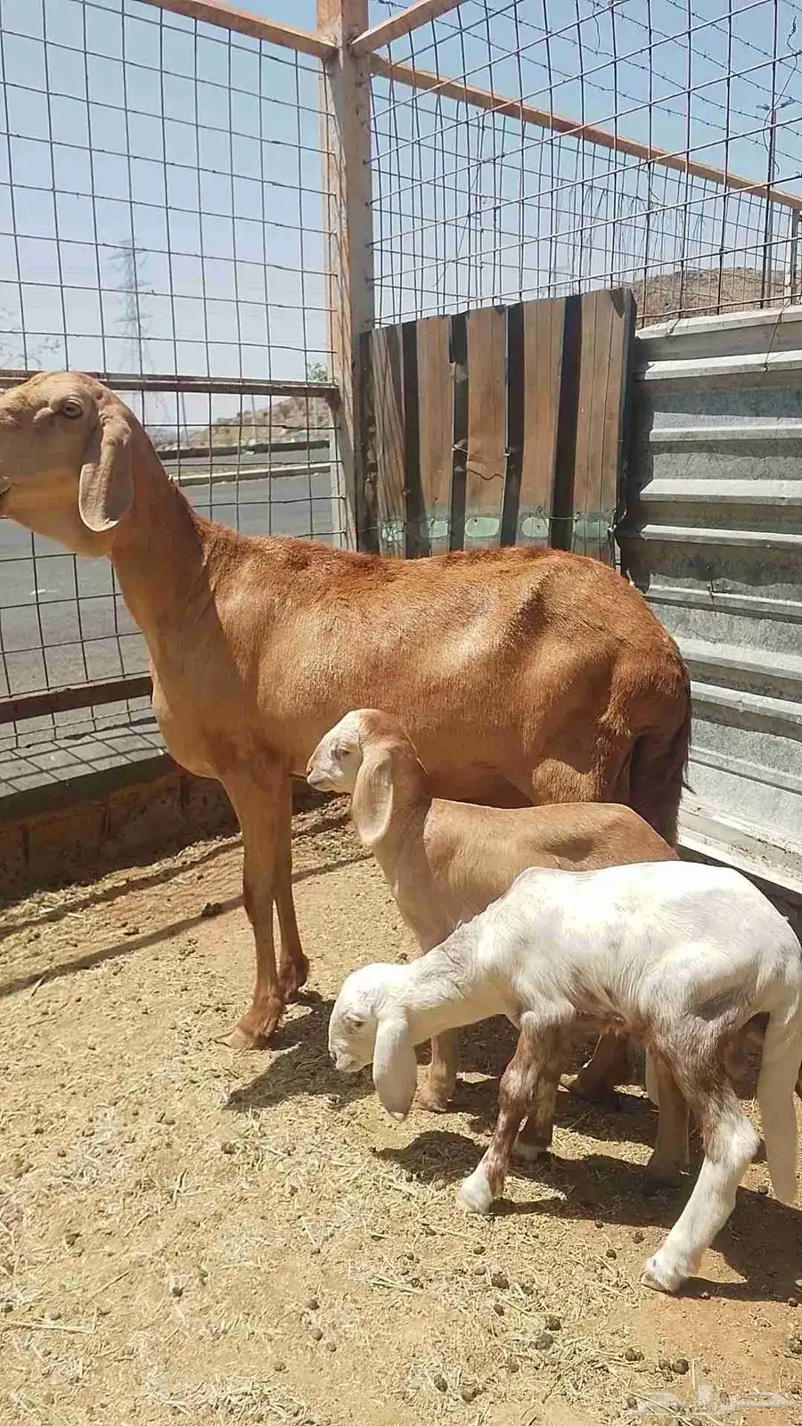 سواكنيه متومه للبيع 2