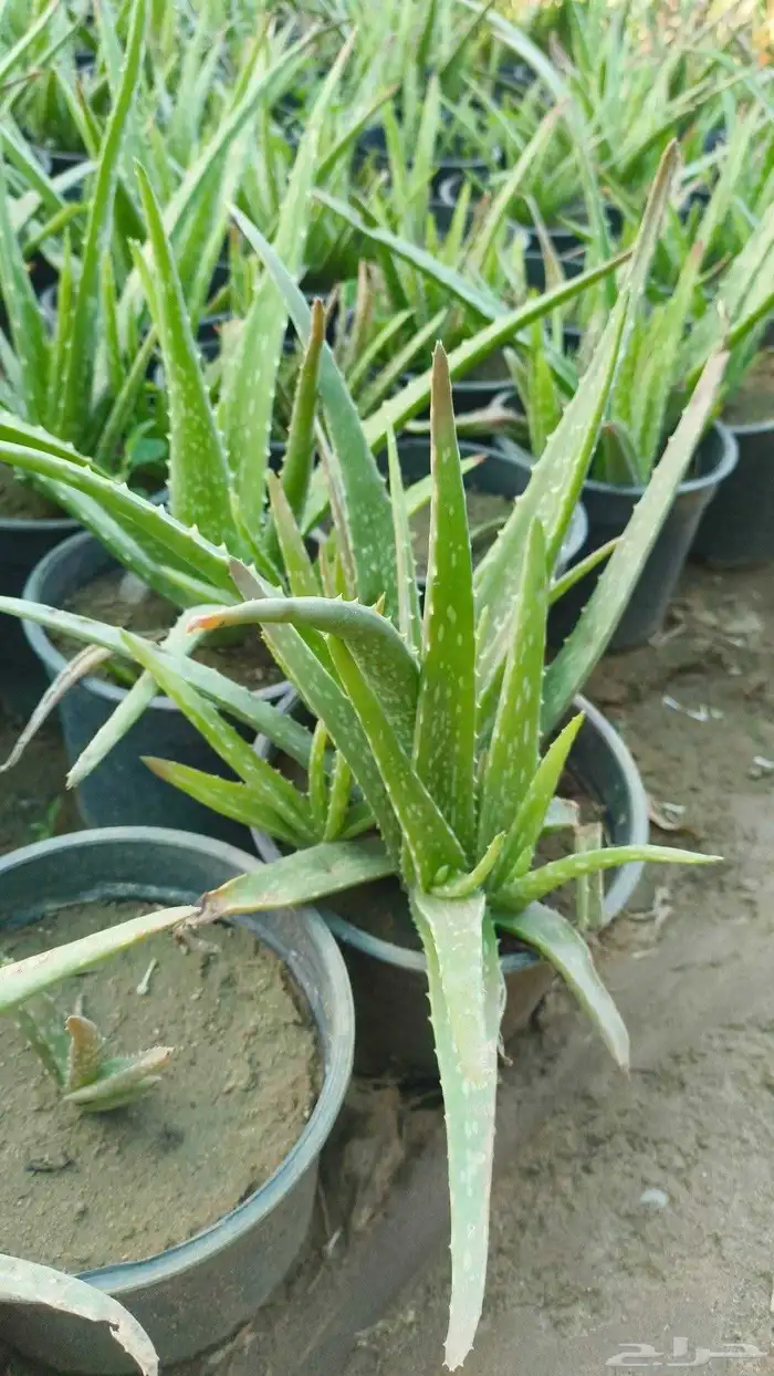 مزرعة الياسمين 2