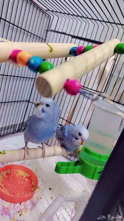 للبيع اثنين بادجي اتوقع ذكور 0