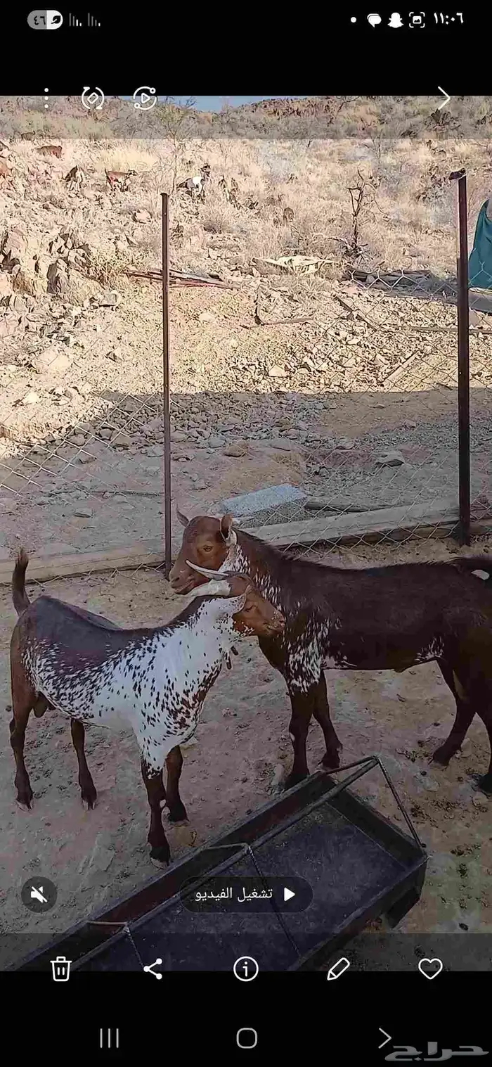 الطائف 0