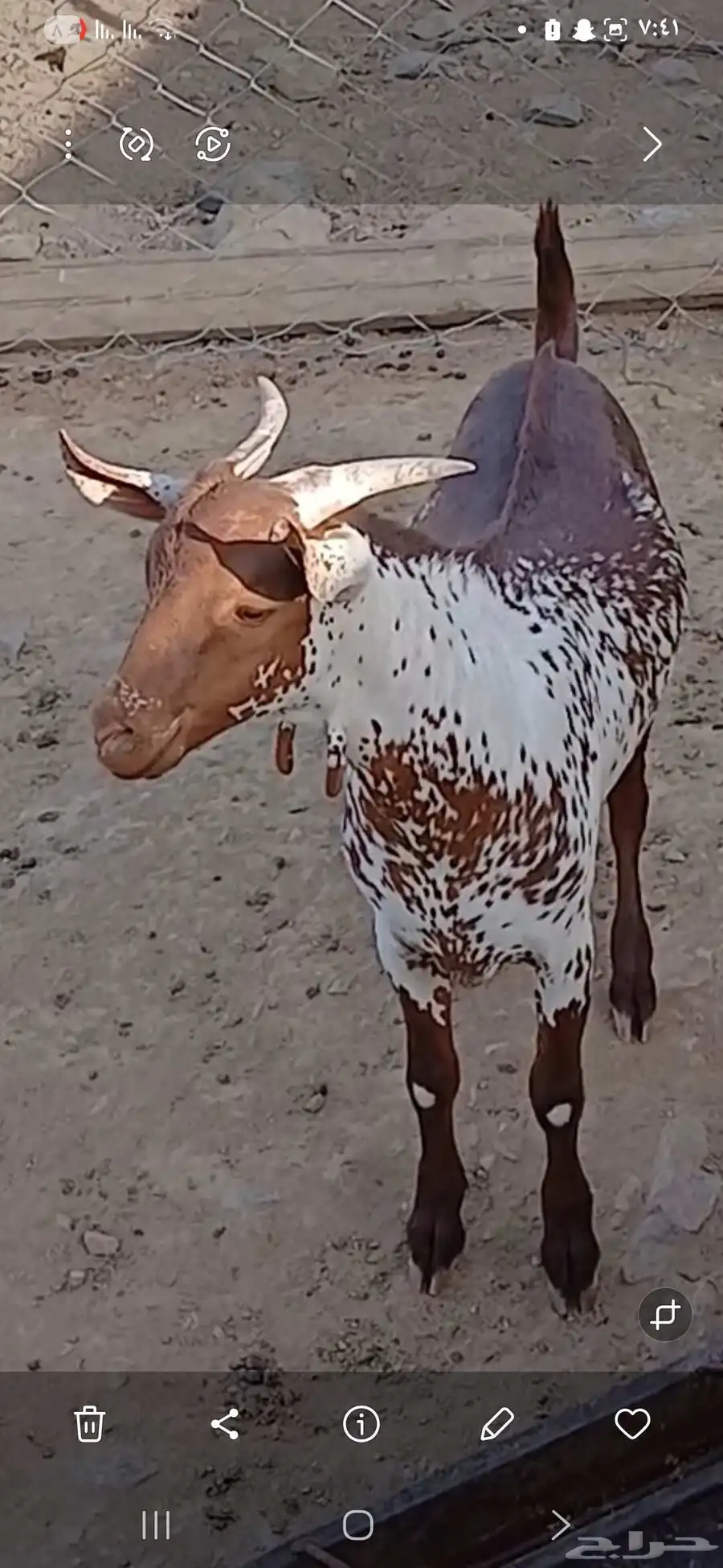 الطائف 1