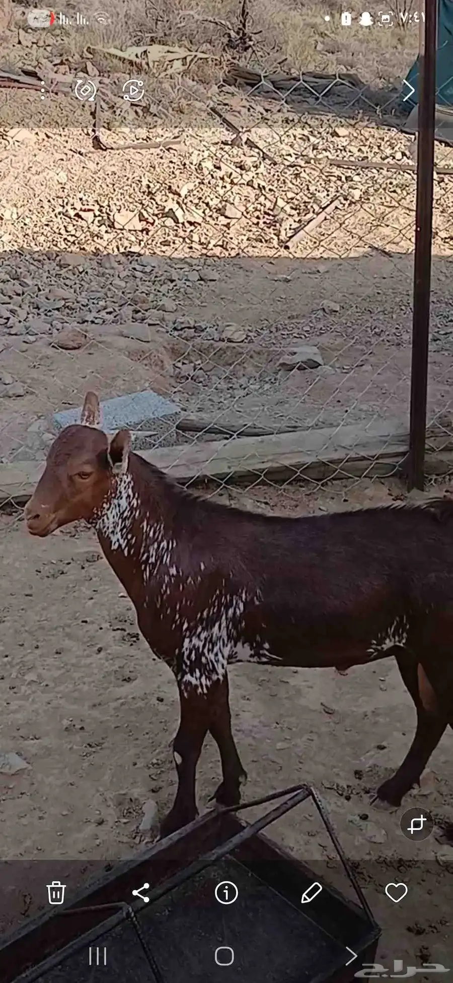 الطائف 2